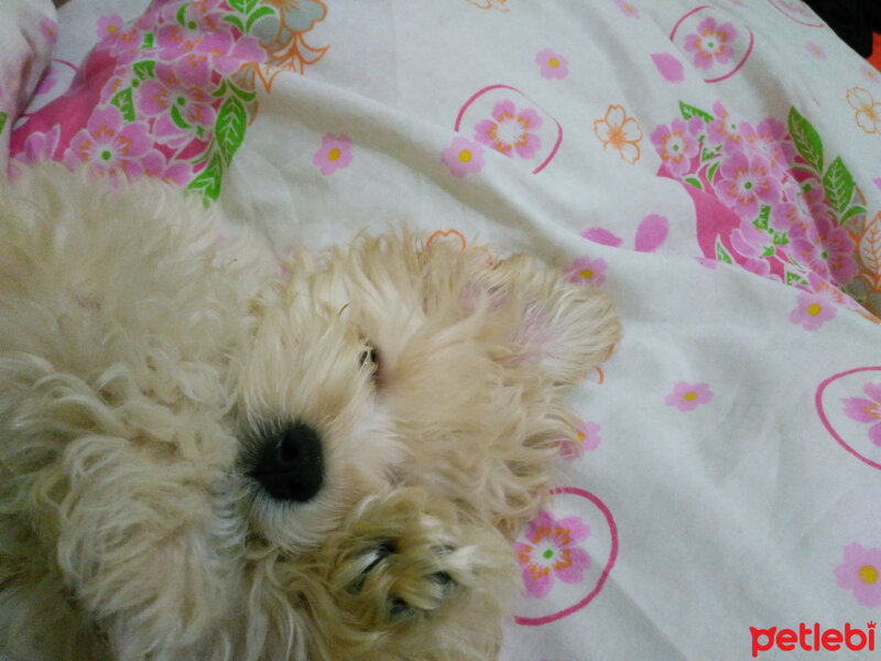 Maltese, Köpek  lesie fotoğrafı