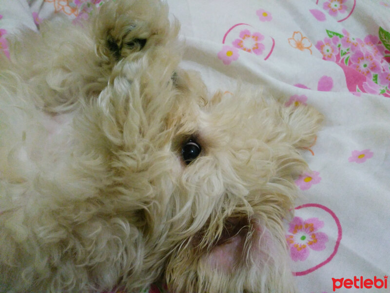 Maltese, Köpek  lesie fotoğrafı