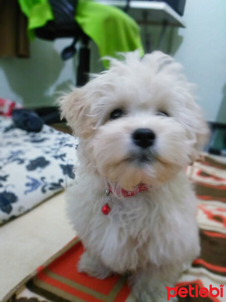 Maltese, Köpek  lesie fotoğrafı