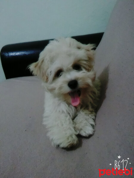 Maltese, Köpek  lesie fotoğrafı