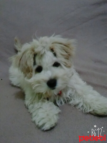 Maltese, Köpek  lesie fotoğrafı