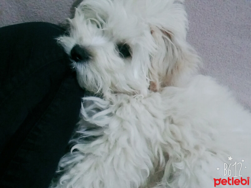 Maltese, Köpek  lesie fotoğrafı