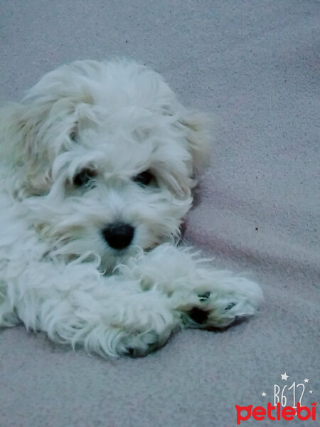 Maltese, Köpek  lesie fotoğrafı