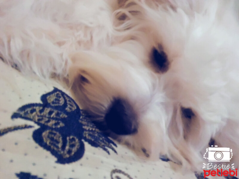 Maltese, Köpek  lesie fotoğrafı