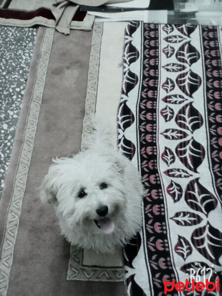 Maltese, Köpek  lesie fotoğrafı