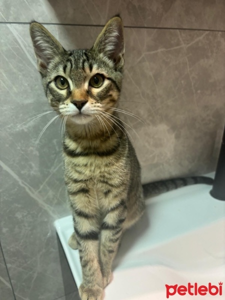 Tekir Kedi, Kedi  Simba fotoğrafı
