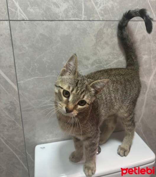 Tekir Kedi, Kedi  Monica fotoğrafı