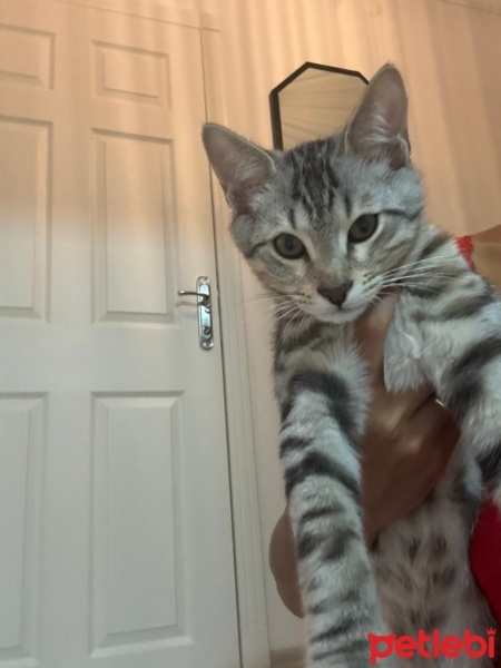 Tekir Kedi, Kedi  Çığırtkan fotoğrafı