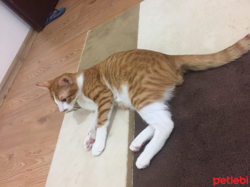 Tekir Kedi, Kedi  Sezar fotoğrafı