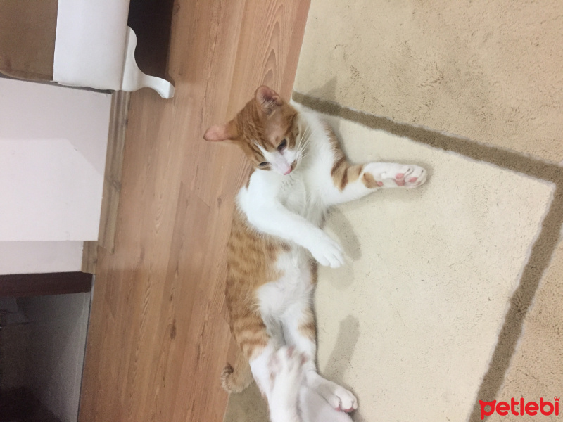 Tekir Kedi, Kedi  Sezar fotoğrafı