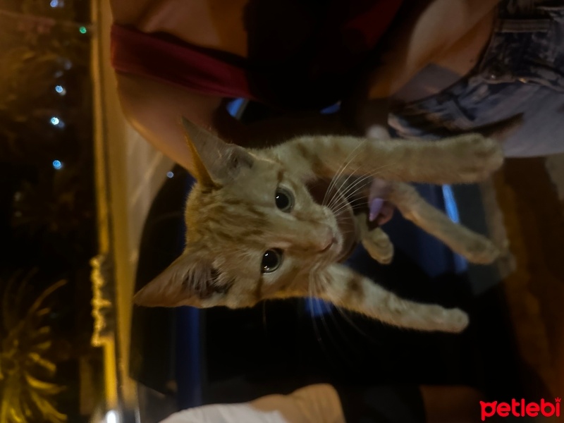 Tekir Kedi, Kedi  balım fotoğrafı