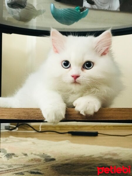 British Longhair, Kedi  Lily fotoğrafı