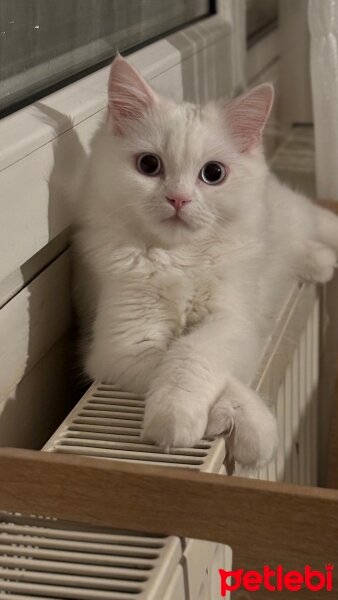 British Longhair, Kedi  Lily fotoğrafı