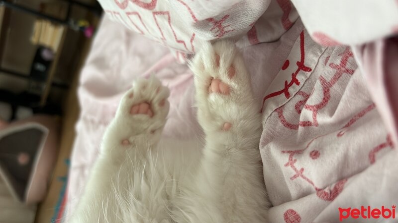 British Longhair, Kedi  Lily fotoğrafı