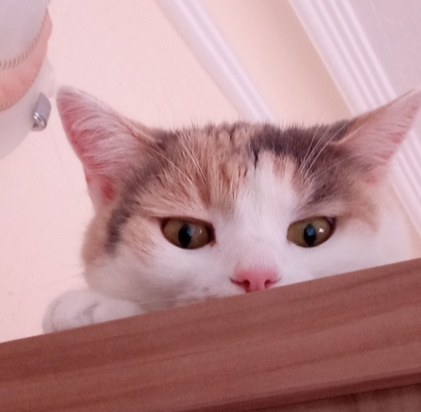 Sarman, Kedi  Boncuk fotoğrafı