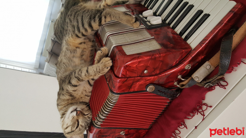 Tekir Kedi, Kedi  Bicirik fotoğrafı