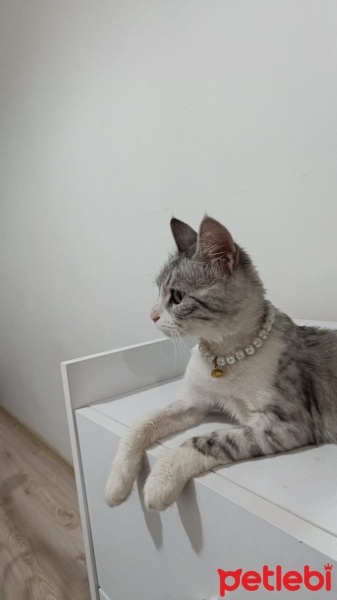 Tekir Kedi, Kedi  Luna fotoğrafı