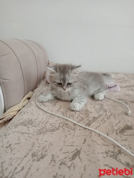 British Longhair, Kedi  Boncuk fotoğrafı