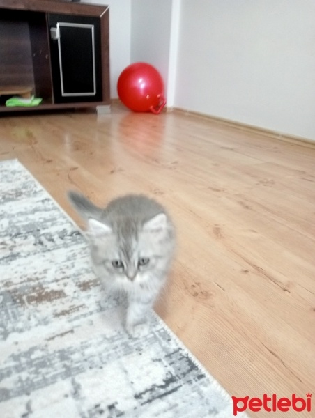 British Longhair, Kedi  Boncuk fotoğrafı