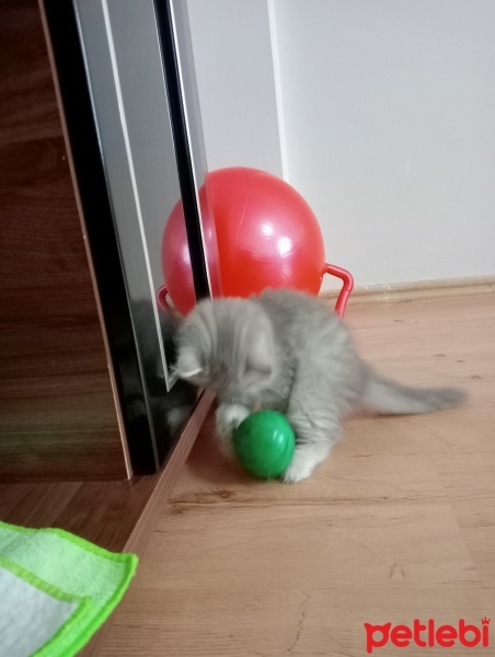 British Longhair, Kedi  Boncuk fotoğrafı