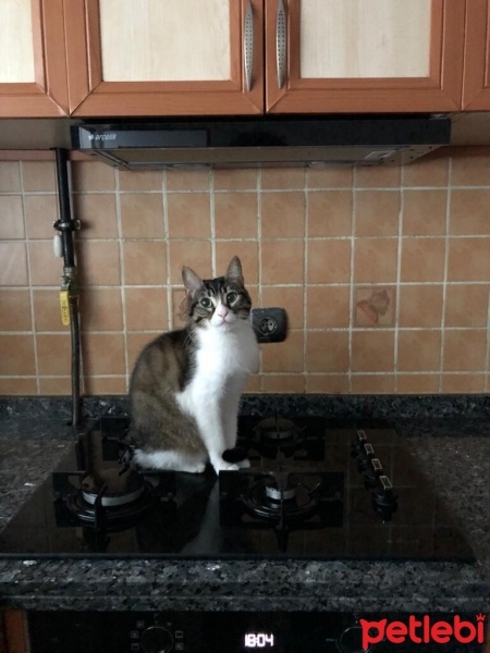 Tekir Kedi, Kedi  Cüce fotoğrafı