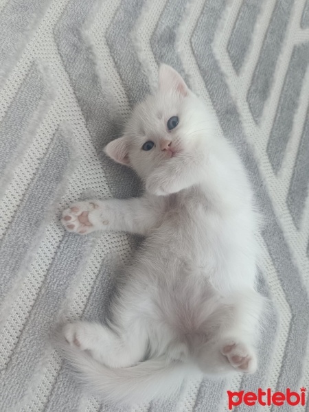 British Shorthair, Kedi  Yaramaz fotoğrafı