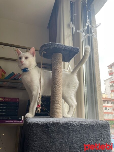 Ankara Kedisi, Kedi  Kekik fotoğrafı