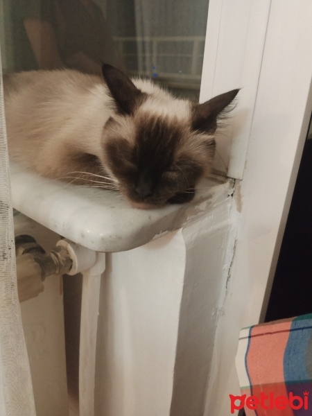 Brazilian Shorthair, Kedi  Minnoş fotoğrafı