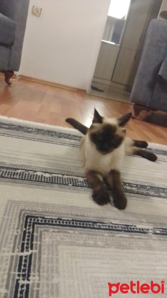 Brazilian Shorthair, Kedi  Minnoş fotoğrafı