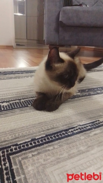 Brazilian Shorthair, Kedi  Minnoş fotoğrafı