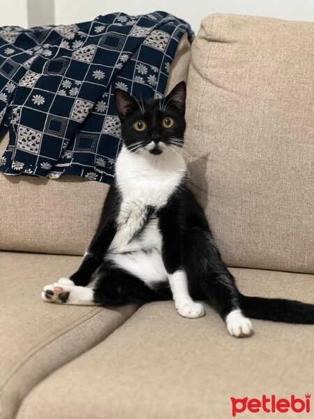 Tuxedo (Smokin) Kedi, Kedi  Karam fotoğrafı