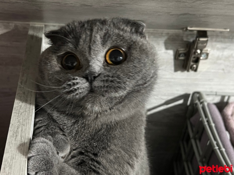 Scottish Fold, Kedi  Gümüş Galensu fotoğrafı