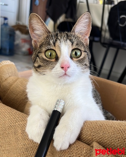Tekir Kedi, Kedi  Bediş fotoğrafı