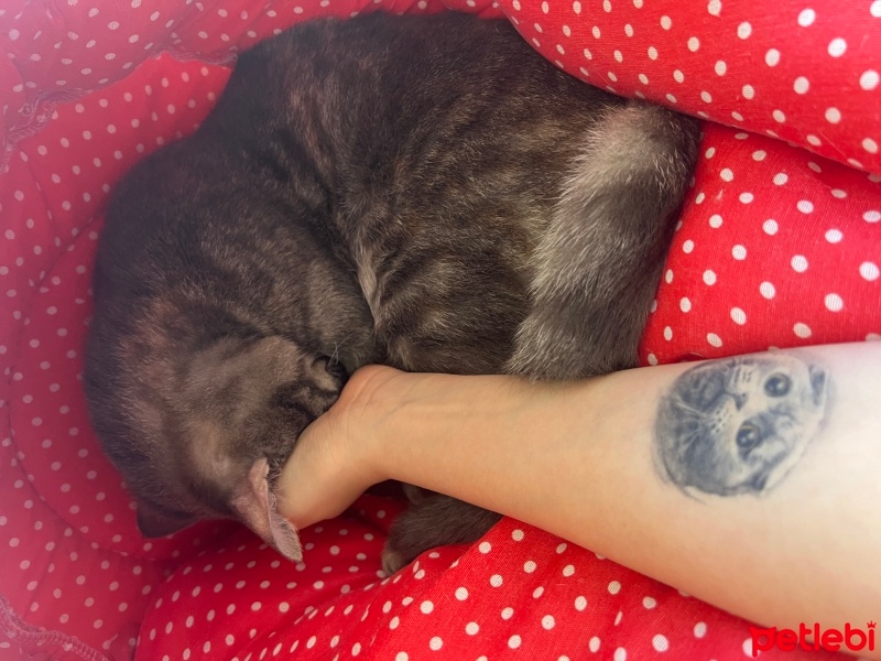 Tekir Kedi, Kedi  Pamuk fotoğrafı