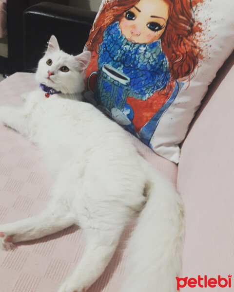 Ankara Kedisi, Kedi  Mila fotoğrafı