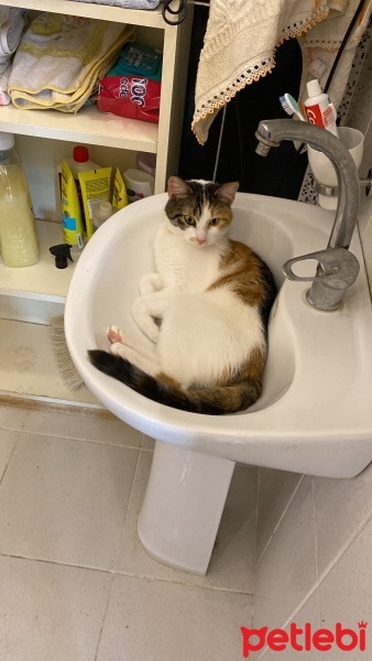 Sarman, Kedi  Mika fotoğrafı