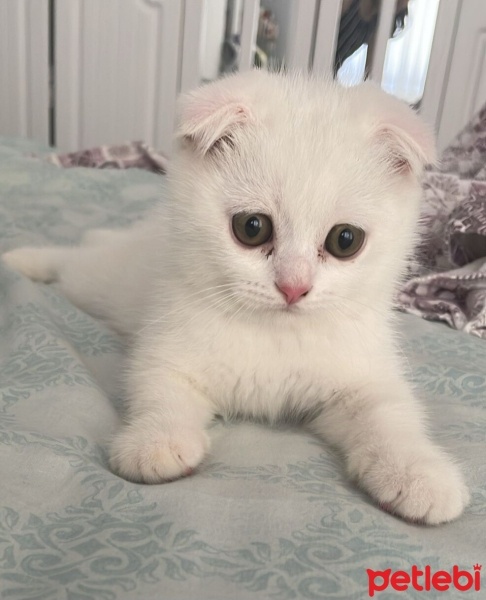 Scottish Fold, Kedi  Mıncır fotoğrafı