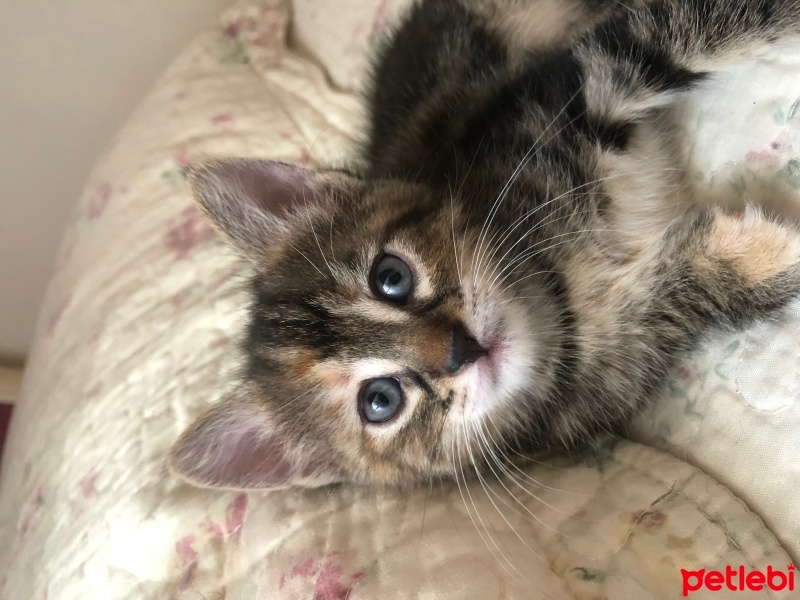 Tekir Kedi, Kedi  İki küçük kedi fotoğrafı