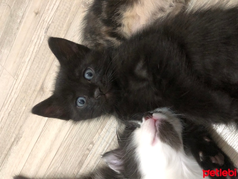 Tekir Kedi, Kedi  İki küçük kedi fotoğrafı