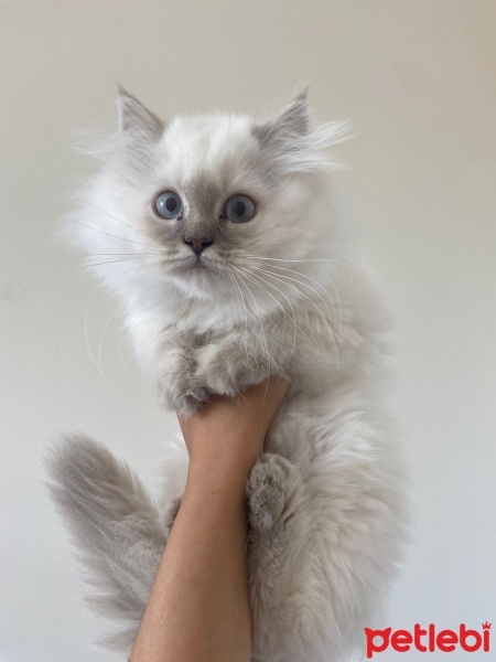 British Shorthair, Kedi  Kedi fotoğrafı