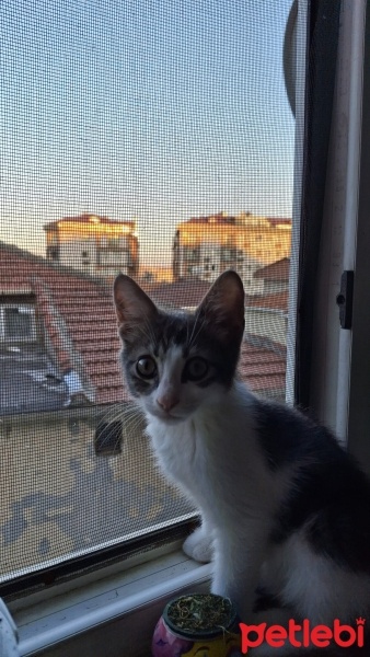 Tekir Kedi, Kedi  Mia fotoğrafı
