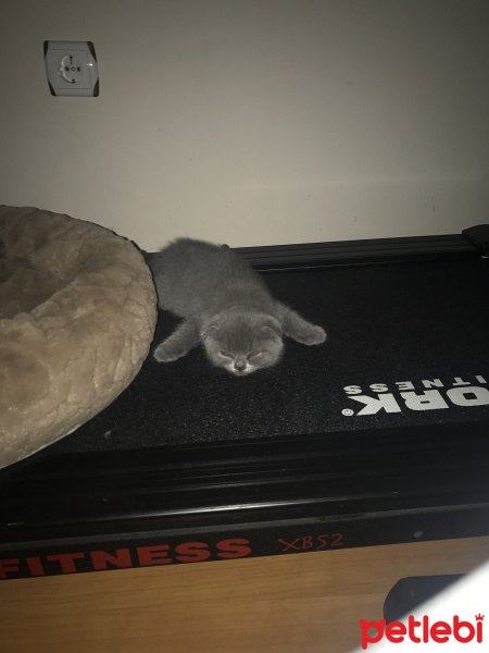 Scottish Fold, Kedi  Aliş  fotoğrafı