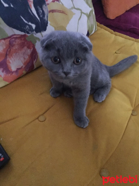 Scottish Fold, Kedi  Aliş  fotoğrafı
