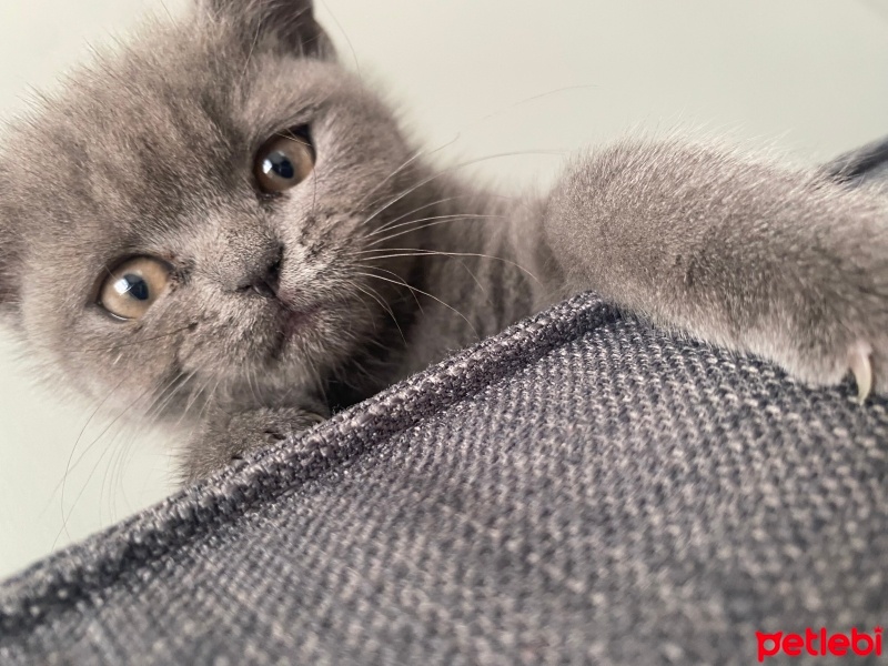 British Shorthair, Kedi  Bihter fotoğrafı