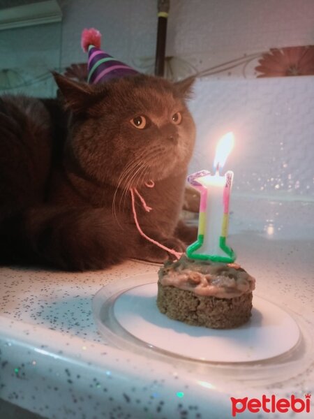 British Shorthair, Kedi  Hurma fotoğrafı