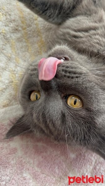 British Shorthair, Kedi  Hurma fotoğrafı