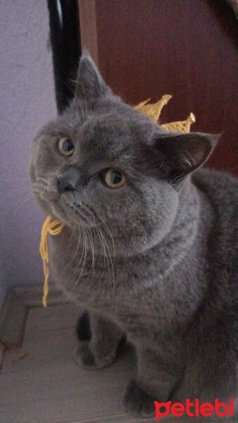 British Shorthair, Kedi  Hurma fotoğrafı