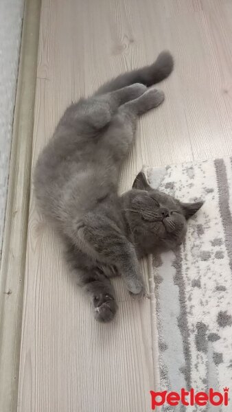 British Shorthair, Kedi  Hurma fotoğrafı