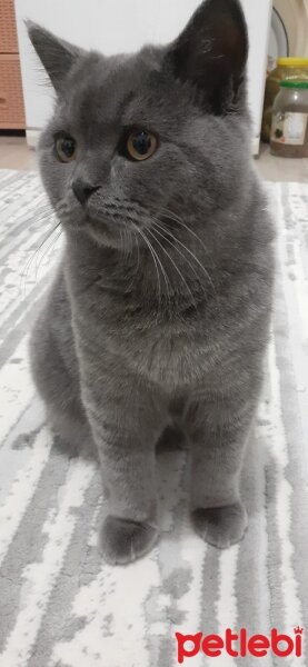 British Shorthair, Kedi  Hurma fotoğrafı