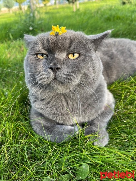 British Shorthair, Kedi  Hurma fotoğrafı